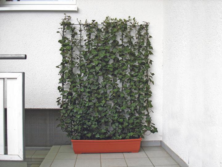 Immagine prodotto Helix Hedge (100 cm, 20 cm)