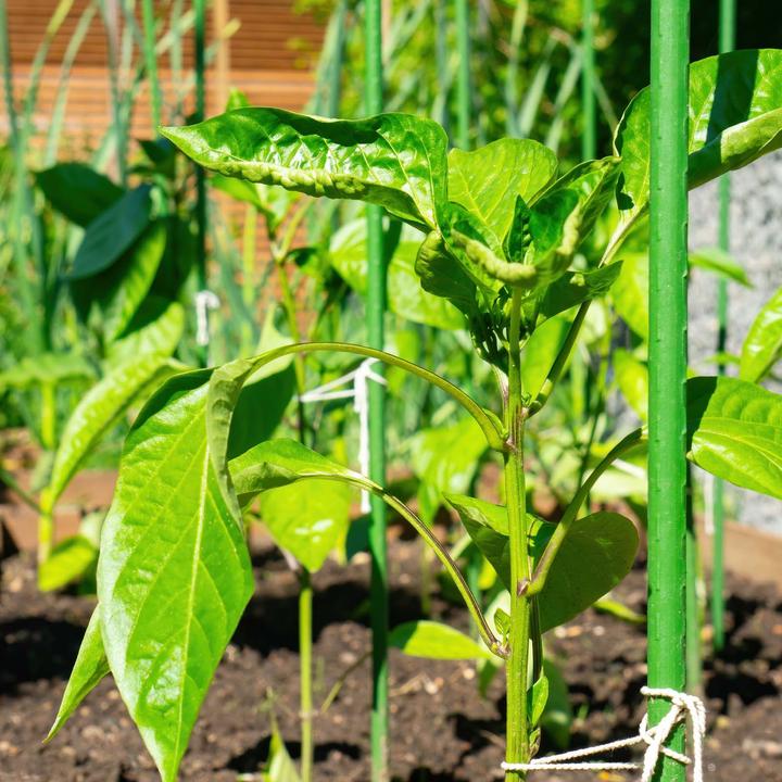 Actual product image Wiltec Toboli 10x plant sticks green 120cm Ø11mm trellis metal plastic tomato stake (120 cm, 1.10 cm)