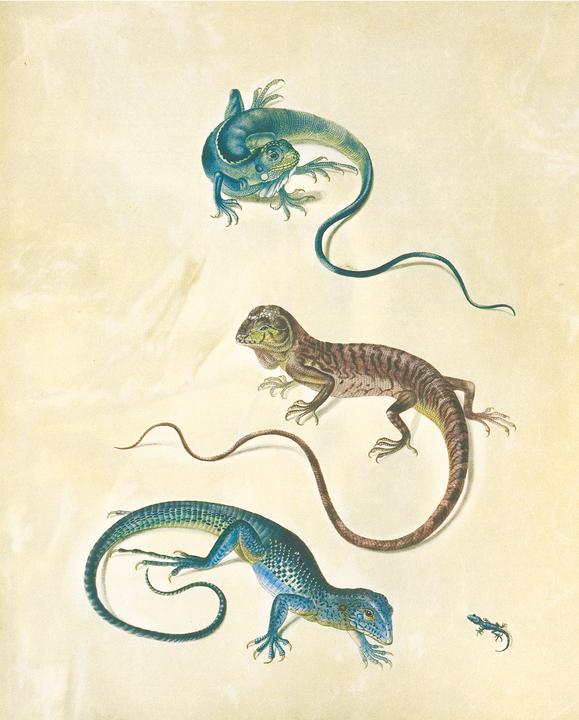 Produktbild Maria Sibylla Merian - St. Petersburger Aquarelle (Jubilumsausgabe) (Deutsch, Merian, MariaSibylla, 2025)