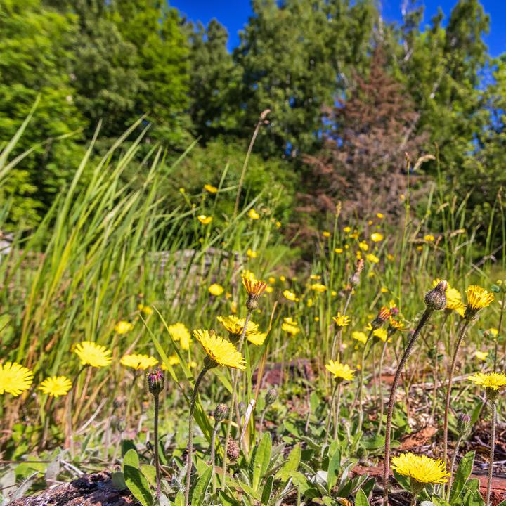 Immagine prodotto Sekoya Hawkweed | Integratore per la ritenzione idrica (60 Pezzo/i, Pillole)