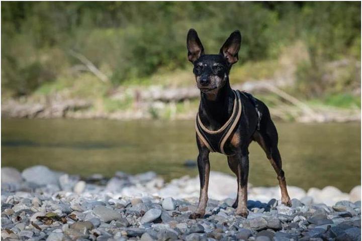Actual product image Grossenbacher Chest harness Dogs Fun Run (XL, Dog, Work, Dog sport, Jogging)