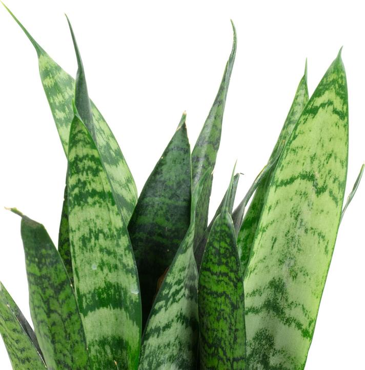 Produktbild Flowerbox Bogenhanf - Sansevieria trif. Black Coral