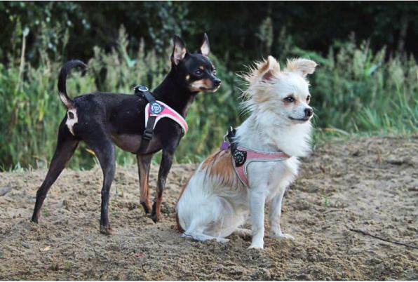 Actual product image Tre Ponti Adjustable dog harness (L, Dog, Walks)