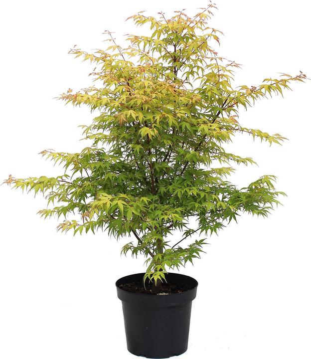 Immagine prodotto Zulauf Acero giapponese / Acer palmatum 'Katsura' (80 cm)