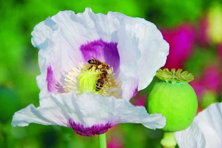 Image du produit Zollinger Bio Pavot, blanc-mauve (plante annuelle) (Germes)