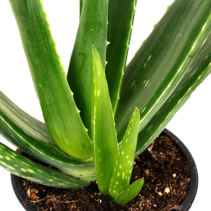 Produktbild Flowerbox 3er-Set Echte Aloe - Aloe vera (40 cm)