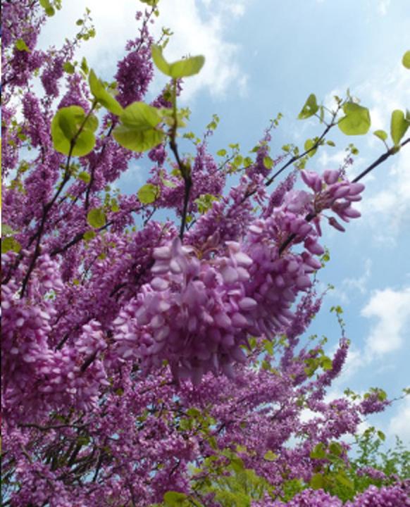Actual product image Tropica Love Tree - Judas Tree (Cercis siliquastrum) (Plant seeds)