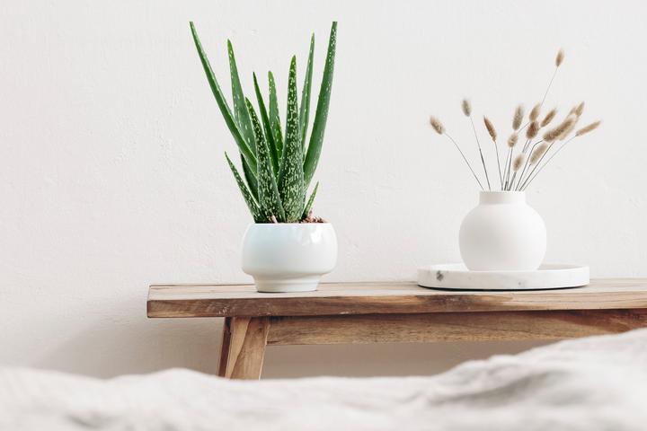 Actual product image Mahaloplants Aloe vera (35 cm, Animal friendly)
