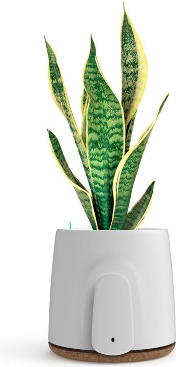 Image du produit Vitesy Natede Basic Natürlicher Luftreiniger (20 m²)