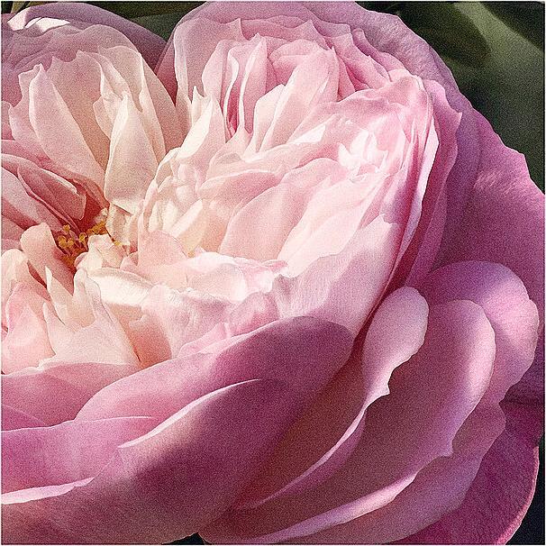 Immagine prodotto Chloé Ricarica Rose Naturelle (Eau de parfum, 100 ml)