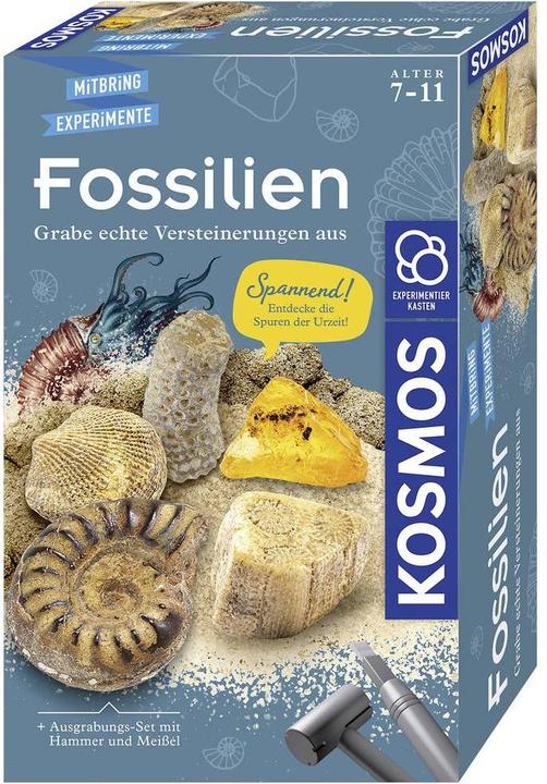 Actual product image Kosmos Fossils