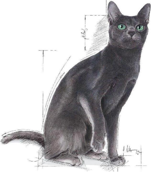 Actual product image Royal Canin Sterilised 37 (Adult, 1 pcs., 2000 g)