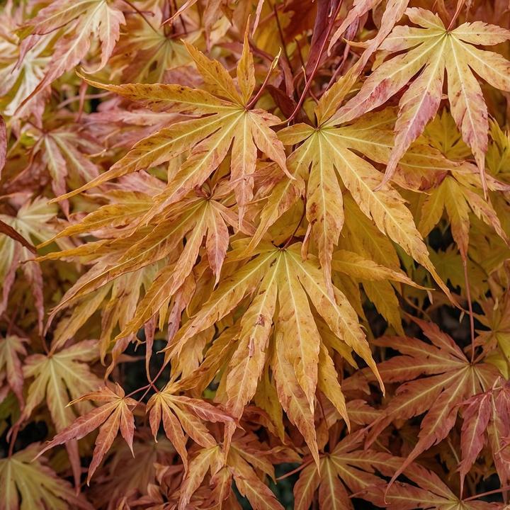 Actual product image Plant in a Box Acer palmatum 'Cascade Gold' - Japanese maple (80 cm)