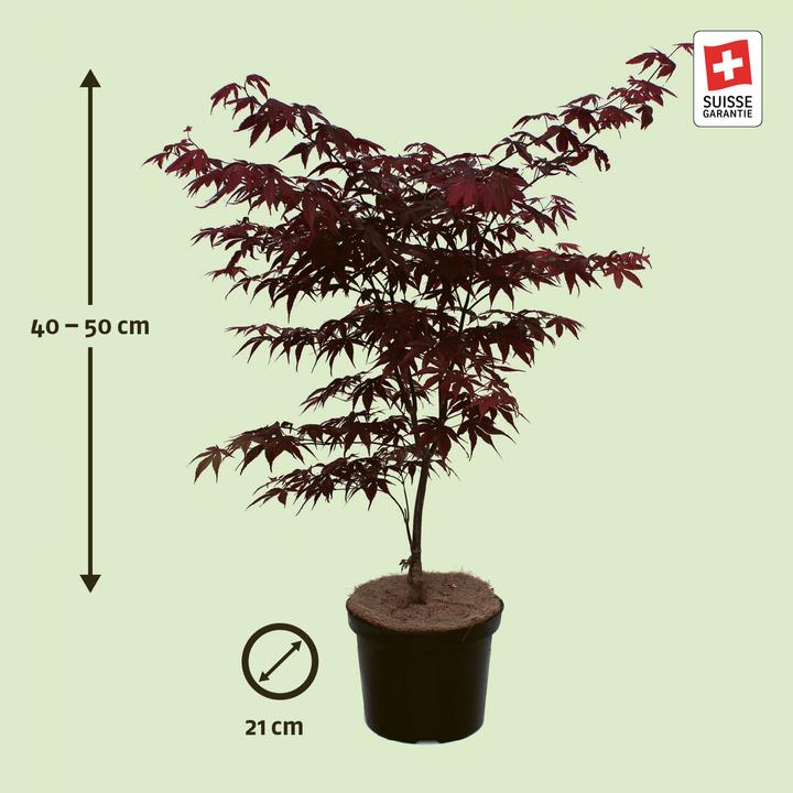 Actual product image Zulauf Japames Maple (50 cm)