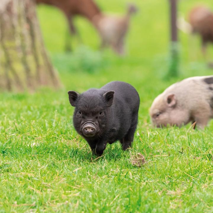 Immagine prodotto Piggies/Piglets 2024 (Copertina rigida, Spagnolo, Francese, Ceco, Italiano, Olandese, Polacco, Tedesco, Inglese)