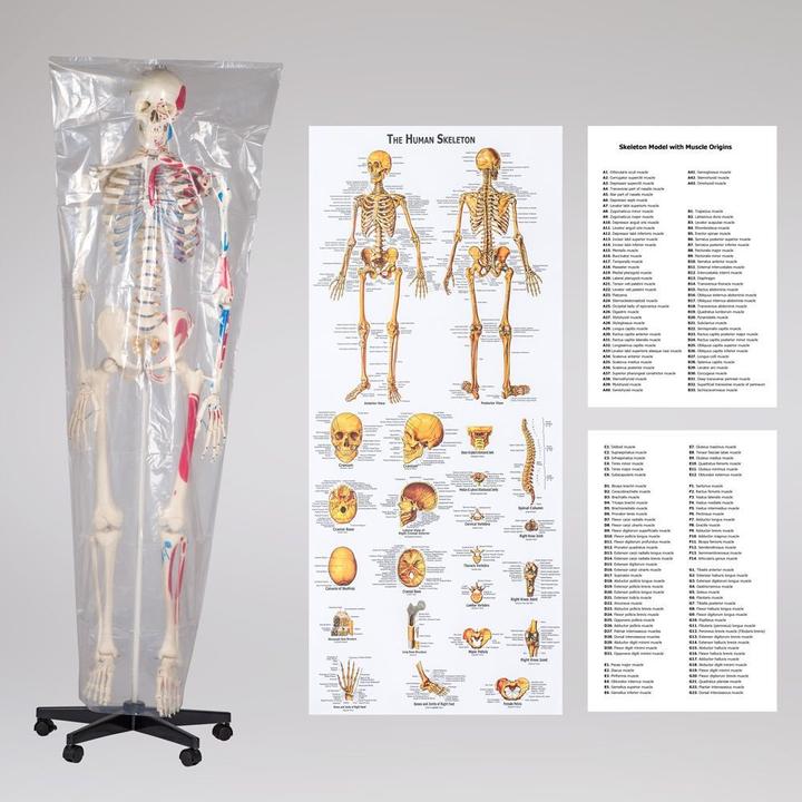 Actual product image tectake Anatomy skeleton