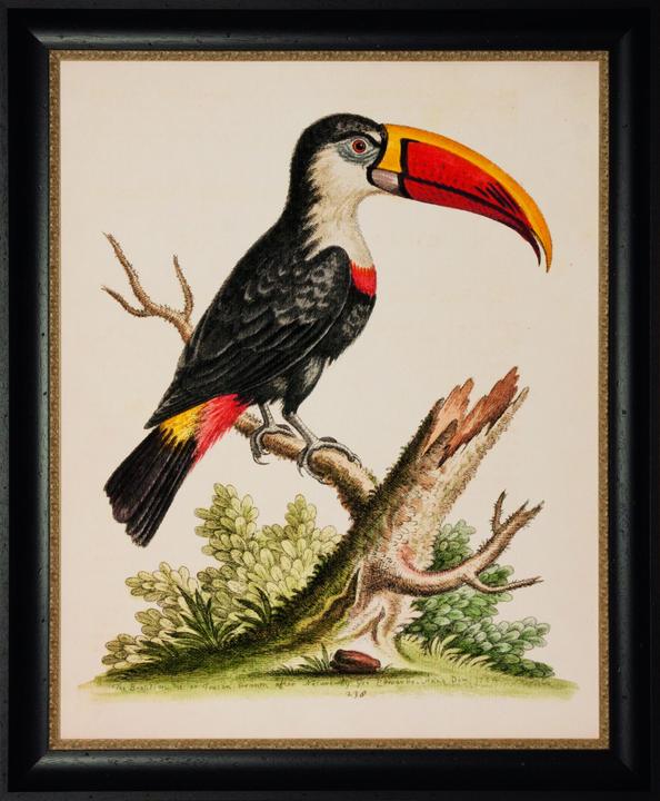 G&C Gallery Tucano (60 x 75 cm)
