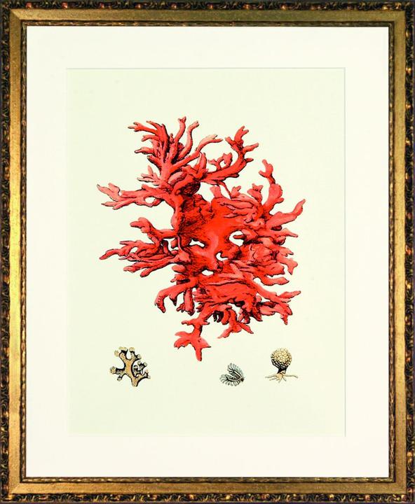 G&C Gallery Corallo (40 x 50 cm)