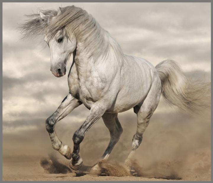 Actual product image Brainstorm Horse Torch and Projector