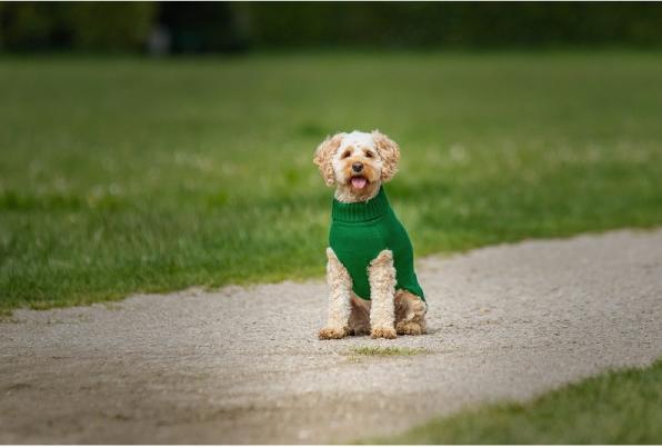 Immagine prodotto Chiara Pullover Elli (40, Maglione per cani)