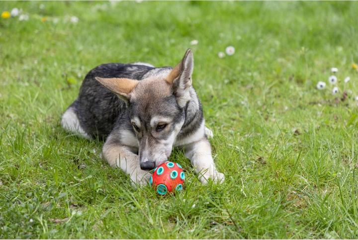 Productafbeelding Kerbl ToyFastic, kauwspeeltje voor honden, vulbaar tandvriendelijk Rugby (Kauwspeeltje voor honden)