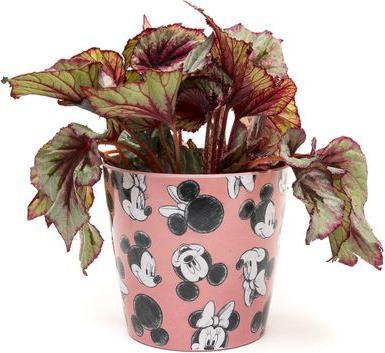 Actual product image Jardinopia Flowerpot Eco Pots Micky, Pink, Set of 3 (14 cm)