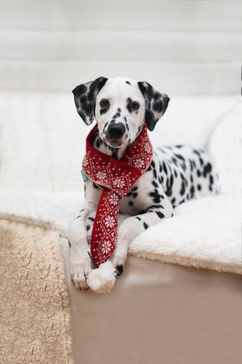 Immagine prodotto Beeztees Peluche di Natale (Bandana per cani)