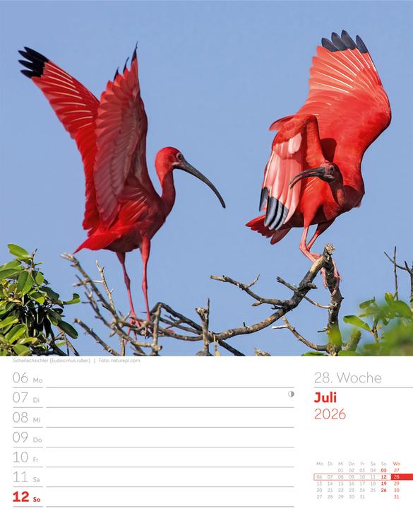 Actual product image Vögel - Tier-Wochenplaner 2026 (25 x 33 cm, German)