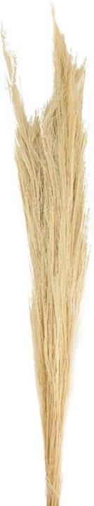 Actual product image Dijk Broom grass (Dried flowers)