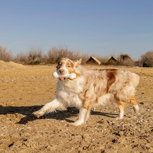 Produktbild Ferplast Chewa boing bone L - Hundespielzeug