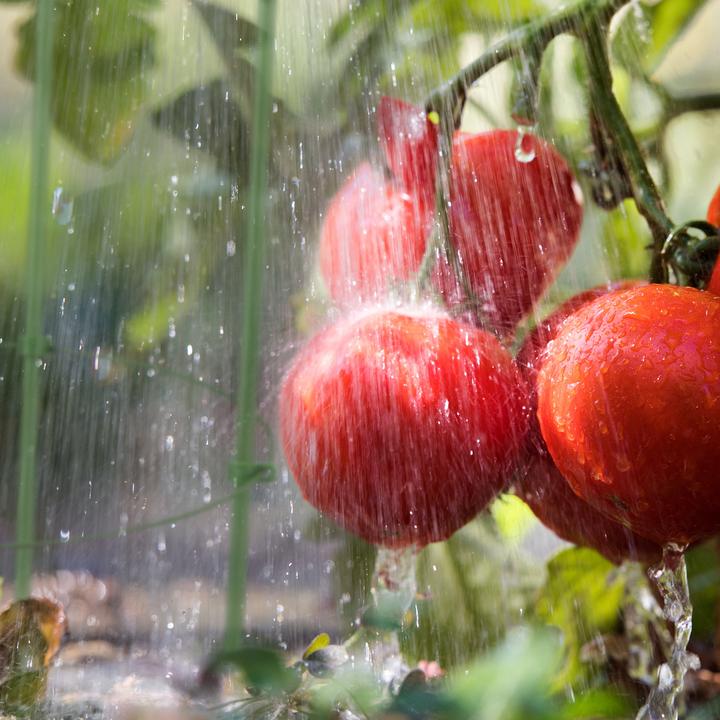 Actual product image Relaxdays Tomatoes as a climbing aid (28 cm, 28 cm)