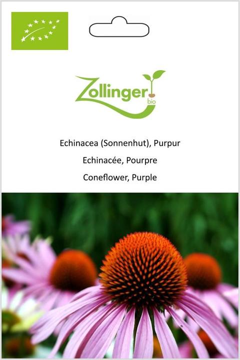 Actual product image Zollinger Bio Echinacea (coneflower) (Bulbous plant)