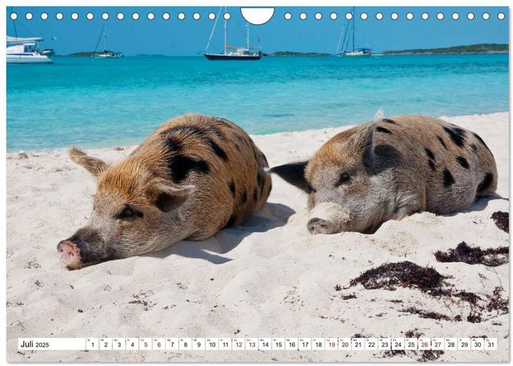 Image du produit Schweine im Dauerurlaub auf den Bahamas! (Wandkalender 2025 DIN A4 quer), Monatskalender (A4, Allemand)