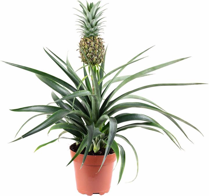 Immagine prodotto Flowerbox Ananas (con frutta) - Pineapple Corona (45 cm)