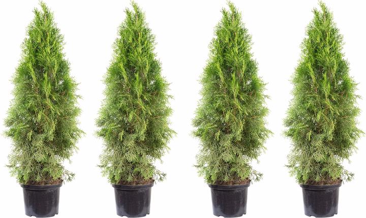 Produktbild Flowerbox 4er-Set Lebensbaum "Smaragd"- Thuja occidentalis smaragd (80 cm)
