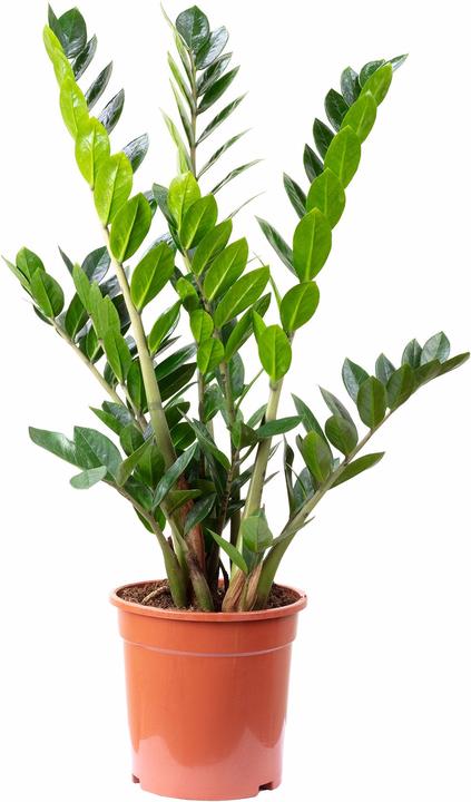 Immagine prodotto Flowerbox Piuma fortunata - Zamioculcas zamiifolia (90 cm)