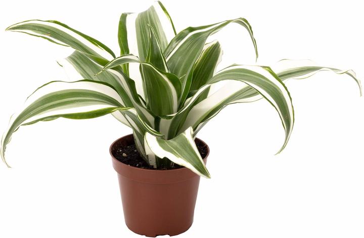 Immagine prodotto Flowerbox Albero del Drago Gioiello Bianco - Dracaena Deremensis (6 cm)