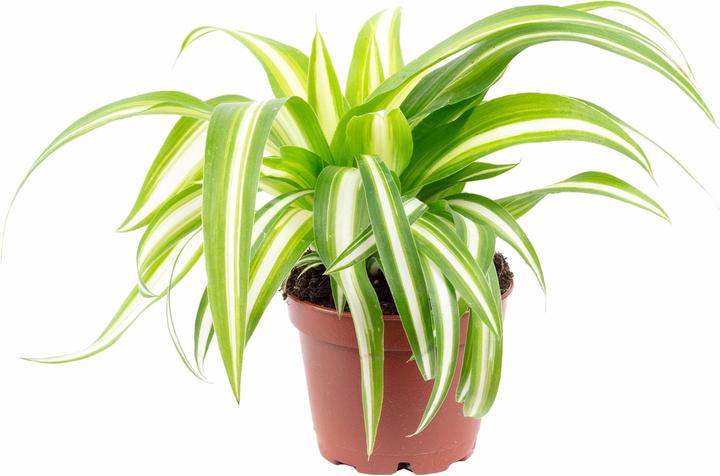 Actual product image Flowerbox Green lily - height ca. 15 cm, pot-Ø 6 cm - Chlorophytum Comosum Variegata (15 cm)