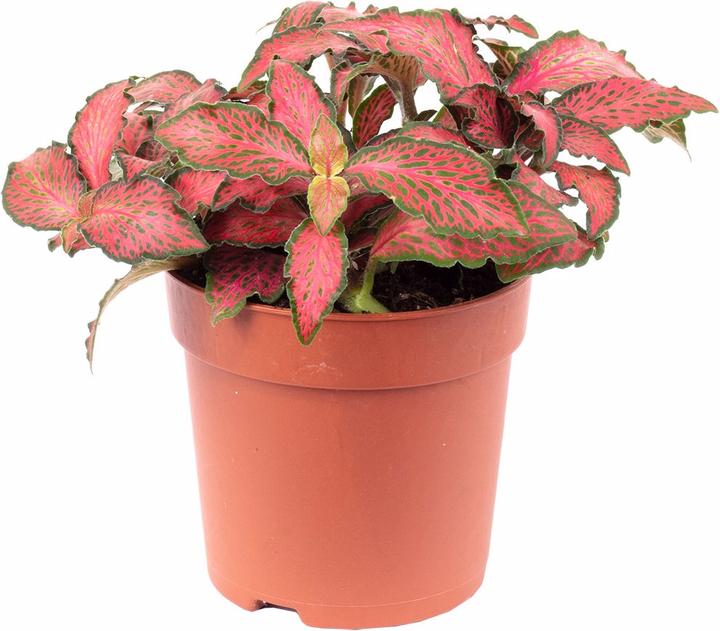 Flowerbox Mosaikpflanze - Fittonia Verschaffeltii Forest Flame (15 cm)