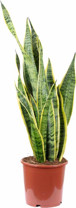 Actual product image Flowerbox Striped snake plant - height ca. 65 cm, pot-Ø 17 cm - Sansevieria trifasciata Laurentii (65 cm)