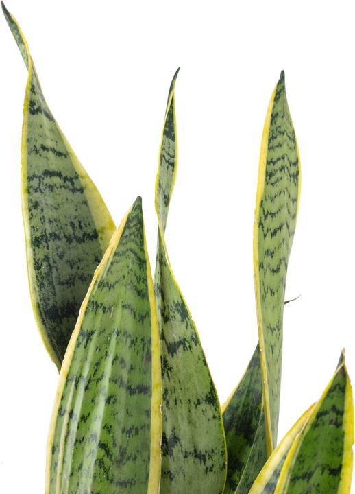Actual product image Flowerbox Striped snake plant - height ca. 65 cm, pot-Ø 17 cm - Sansevieria trifasciata Laurentii (65 cm)