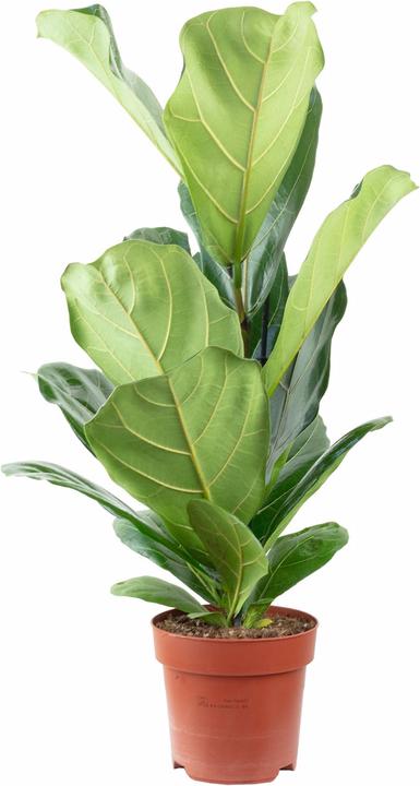 Actual product image Flowerbox Fiddle-leaf fig - height ca. 65 cm, pot-Ø 17 cm - Ficus Lyrata (65 cm)