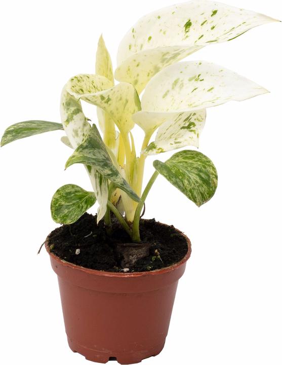 Flowerbox Golden pothos - height ca. 15 cm, pot-Ø 6 cm - Epipremnum Pinnatum 'Marble Queen' (15 cm)