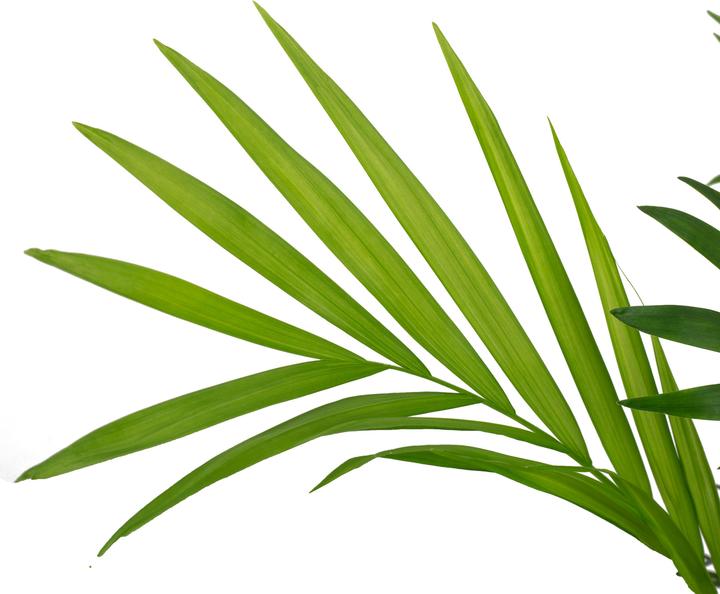 Produktbild Flowerbox Bergpalme - Chamaedorea elegans (70 cm)