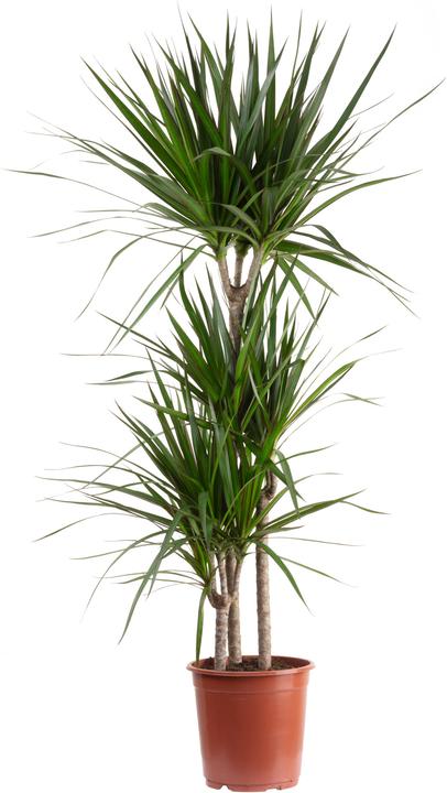Flowerbox Albero del drago bordato (120 cm)