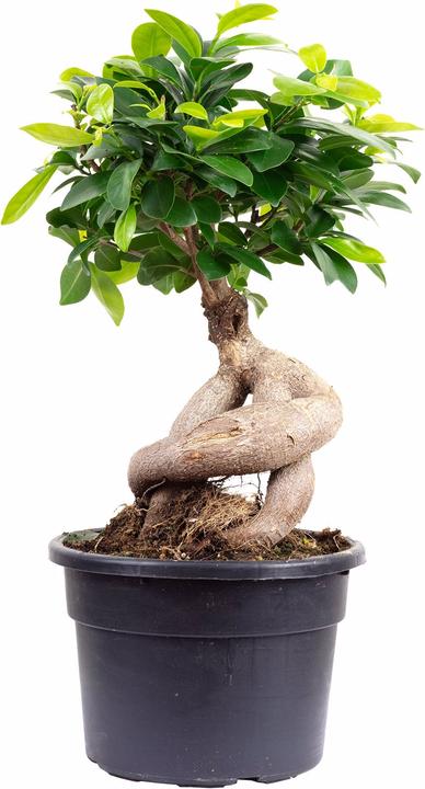 Flowerbox Chinesische Feige - Ficus Ginseng (40 cm)