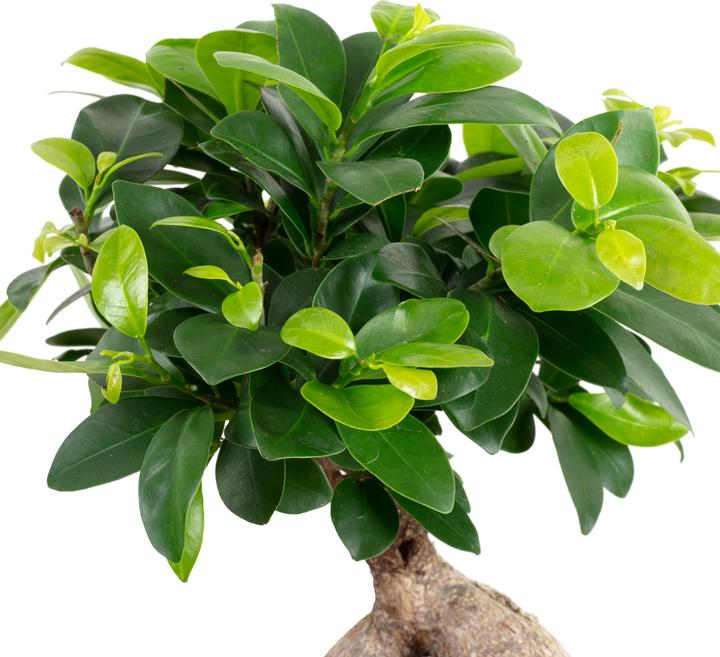 Produktbild Flowerbox Chinesische Feige - Ficus Ginseng (40 cm)