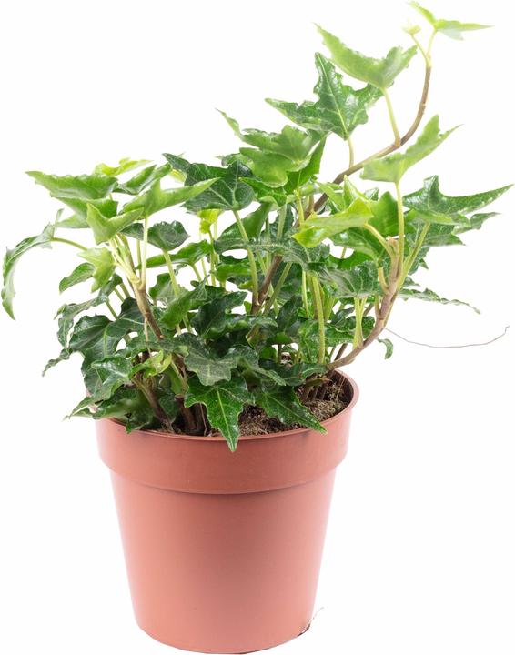 Actual product image Flowerbox English ivy green - height ca. 15 cm, pot-Ø 9 cm - Hedera helix (15 cm)