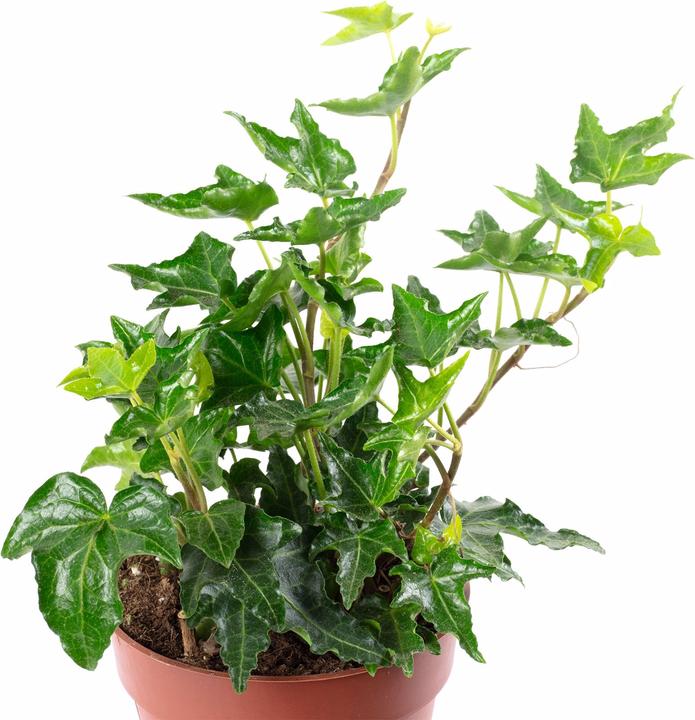 Actual product image Flowerbox English ivy green - height ca. 15 cm, pot-Ø 9 cm - Hedera helix (15 cm)