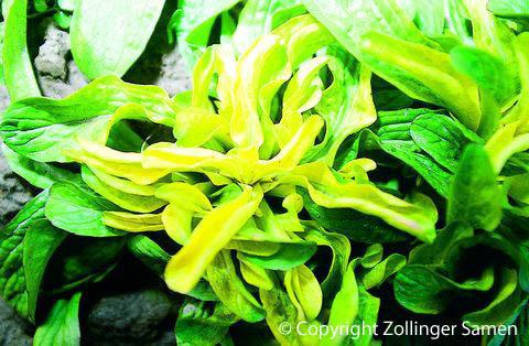 Produktbild Zollinger Bio Nüsslisalat (Feldsalat), Goldherz (Gemüsesamen)